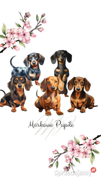 Jamniczki miniaturki rudeczekoladowe Kraków