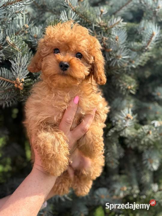 Cavapoo pudel cavalier