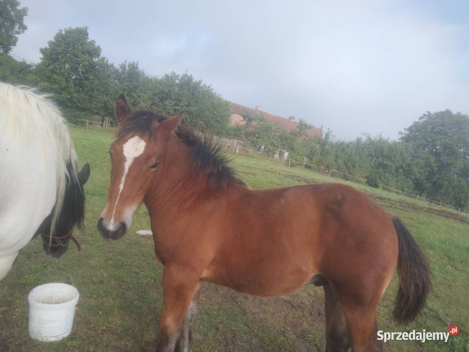 Sprzedam Giżycko sprzedam