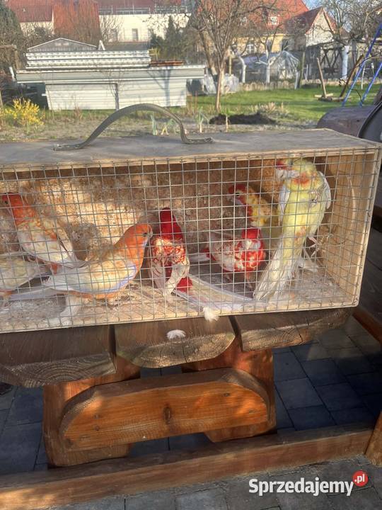 Rozelle królewskie Kąkolewo