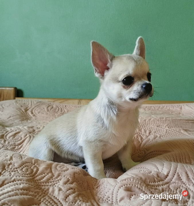 Chihuahua maleńki piesek wielkopolskie Konin sprzedam