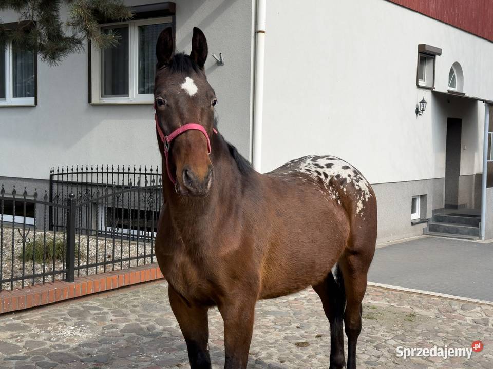 tarant wałach 2 lata Bucz sprzedam