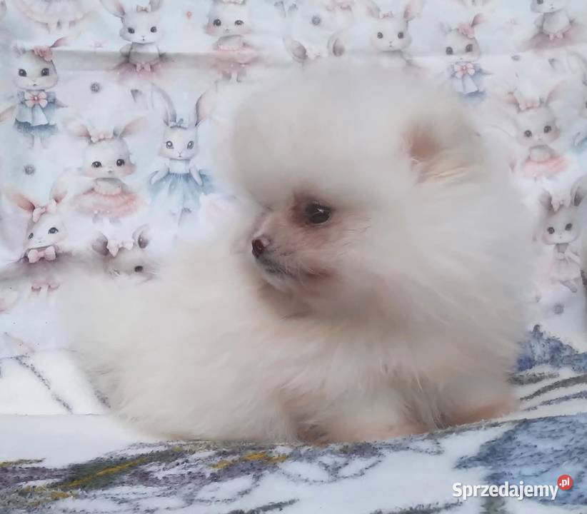 Pomeranian szpic miniaturowy cudowna MALUTKA