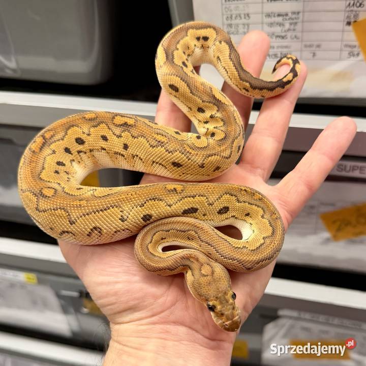 Python regius wąż królewski Gady i płazy Bielany Wrocławskie