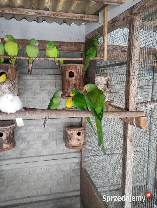 Barabandy rozelle białolice