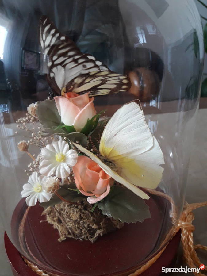 Wieczne motyle pod szklaną kopułą Dekoracje i ozdoby Janów Lubelski sprzedam