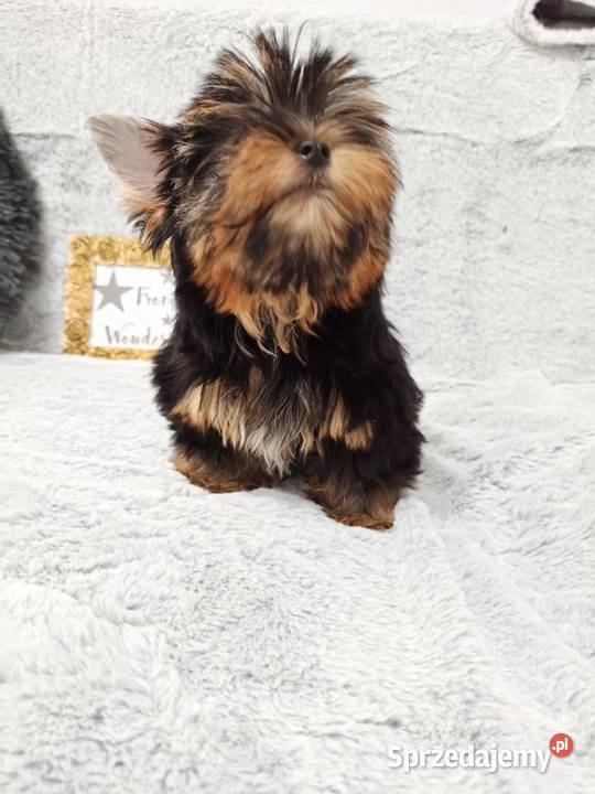 MEGA śliczny YORK Black and Tan do odbioru