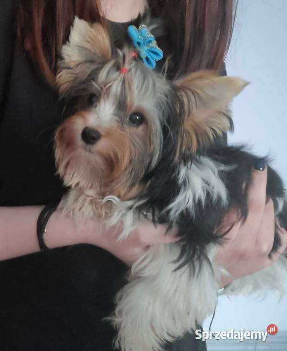 Yorkshire terrier śląskie Czeladź