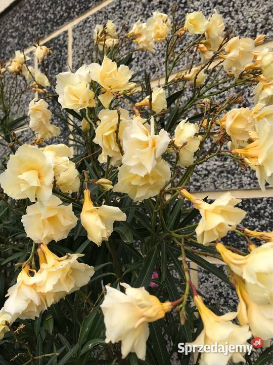 Oleander o ŻÓŁTYCH i ŁOSOSIOWYCH kwiatach Skawina