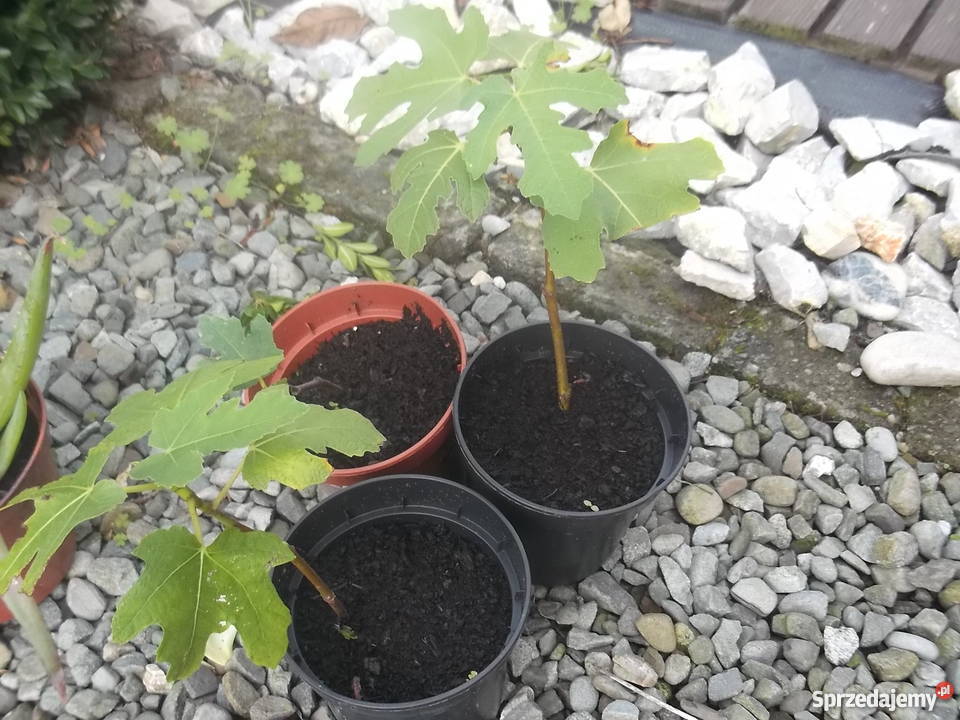 Figowiec północny Peretta MROZOODPORNY figa małopolskie Zator sprzedam