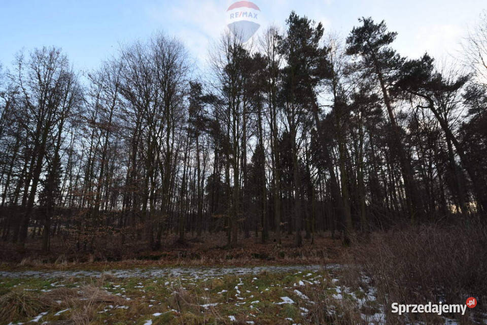Działka budowlana lesie Kobiór 117 ar