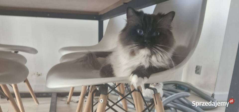 Emi Super Kotka Modlica