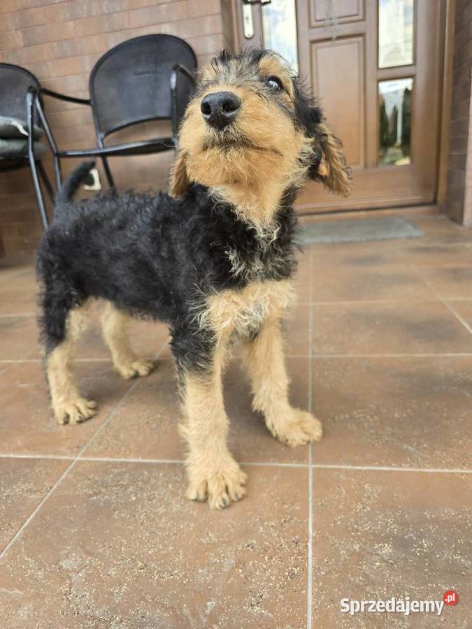 Airedale terrier szczeniaki suczka Byczyna