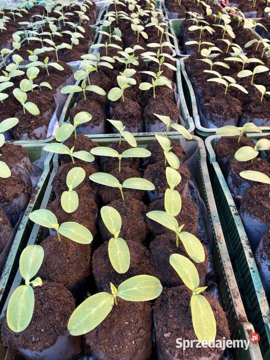 Ziemia ogrodnicza Dom i Ogród Włocławek sprzedam