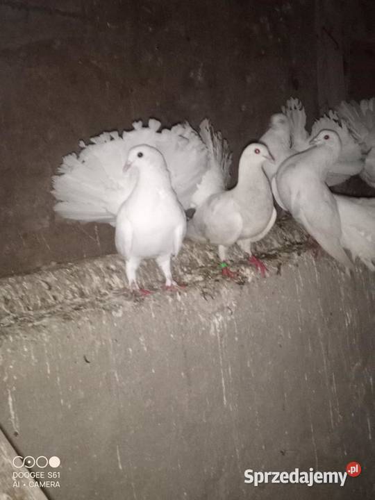 sprzedam gołębie pawiki 35 parę Buczyniec