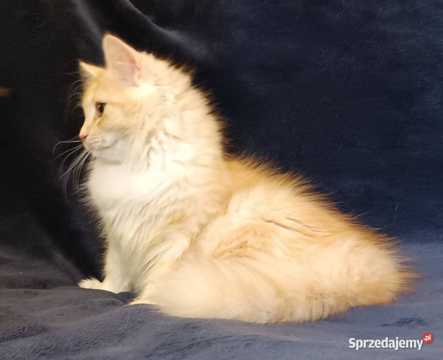 Koty Syberyjskie PICOLLO ZKolakowegoDomu sprzedam