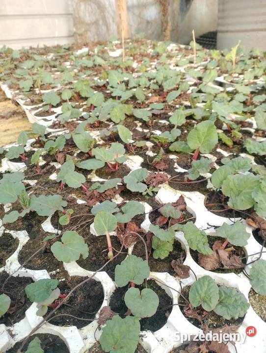 Sadzonka rabarbaru Pozostałe Odrzywół