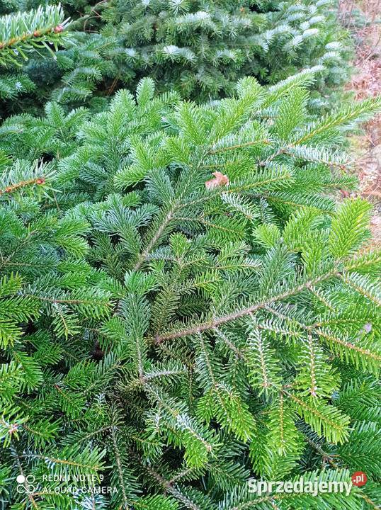 Gałązki jodły kaukaskiej Trzebce