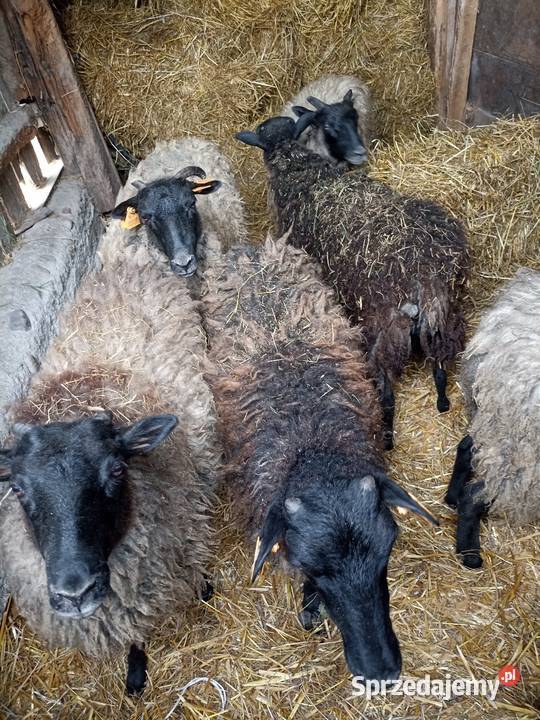 Sprzedam owce i baranki podlaskie Sokółka