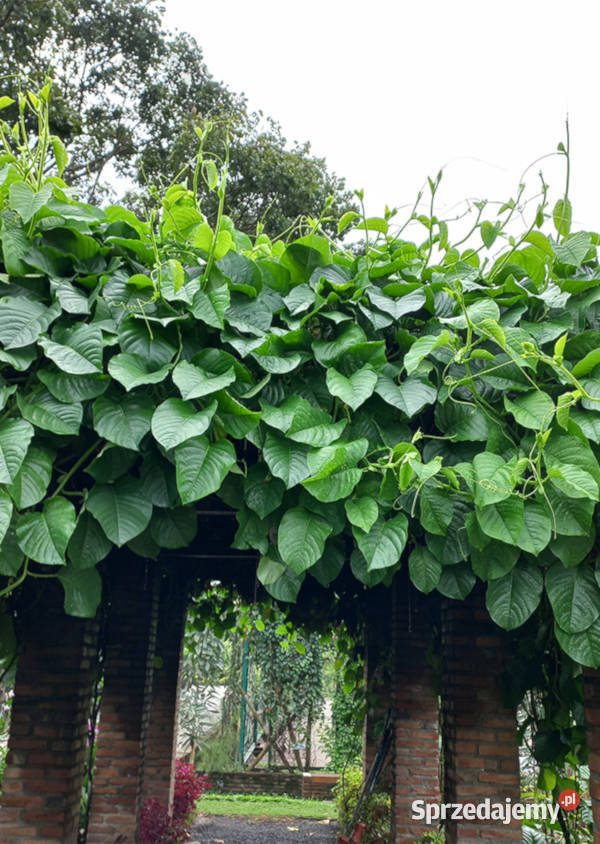 MĘCZENNICA OLBRZYMIA Passiflora quadrangularis kujawsko-pomorskie