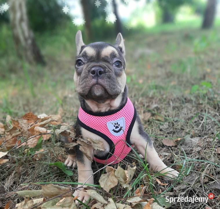 Buldog francuski suczka vzekoladowa Pabianice