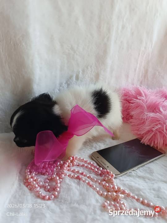 Chihuahua chłopiec samiec dlugowlosy Inowrocław