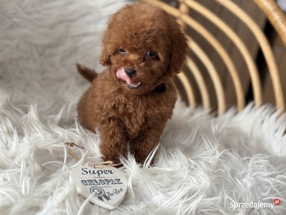 Pudel Toy piesek małopolskie