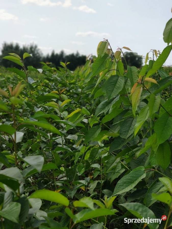 Drzewka Owocowe Producent Wysyłka Owocowe sprzedam