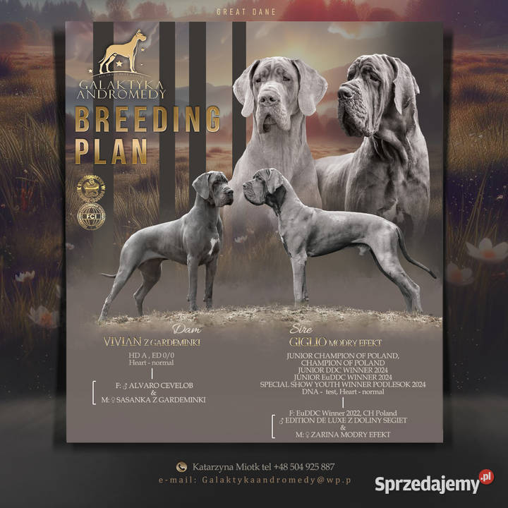 Dog niemiecki błękitny Pozostałe Trąbki Małe sprzedam