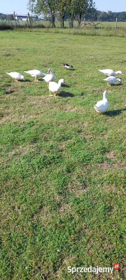 Kaczki francuskie