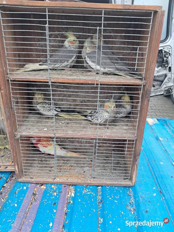 Papugi różne Wolbórz sprzedam