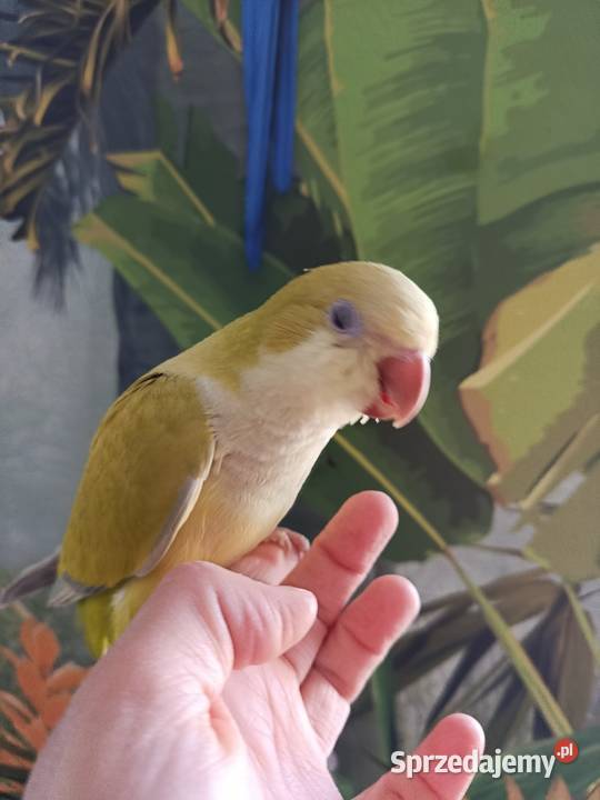 Papuga mnicha nizinna ręcznie karmiona oswojona pomorskie Miastko