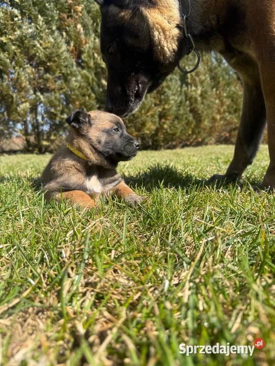 Owczarek Belgijski Malinois Łęczna