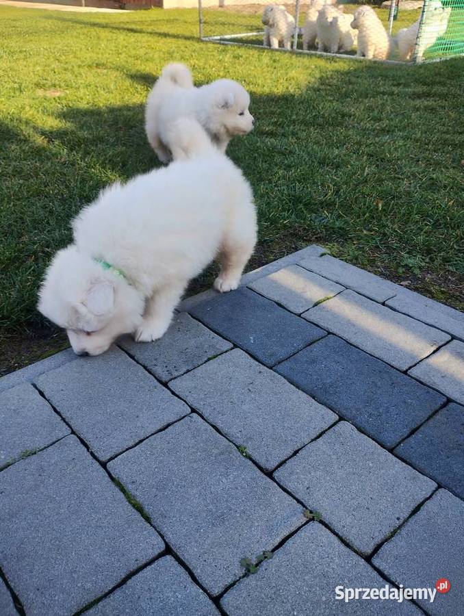 Samoyed Wrocław