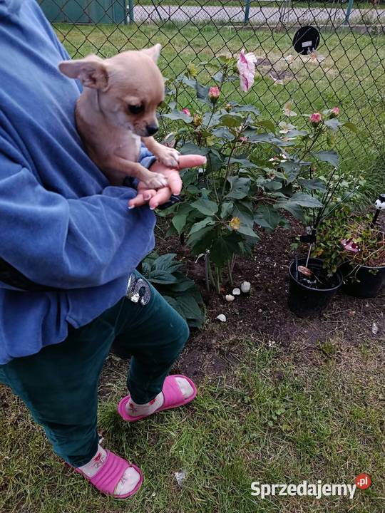 Chihuahua piesek szuka kochającego domu Płońsk