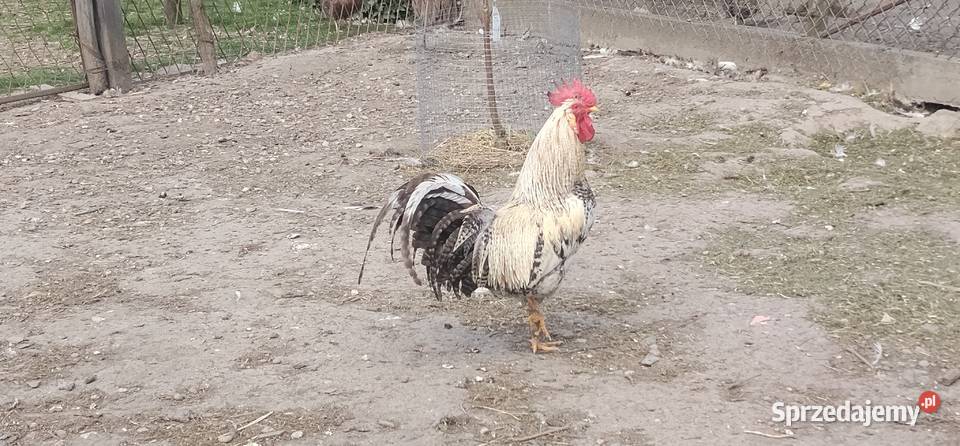 Koguty włoszki legbary 25r