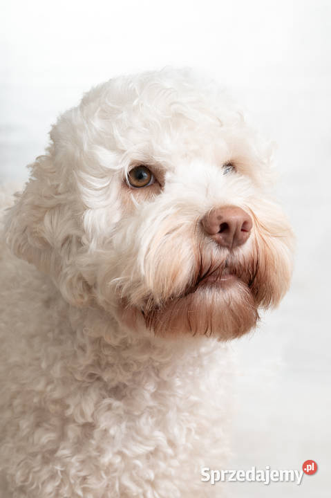 Lagotto romagnolo FCI zapowiedź miotu marzec kujawsko-pomorskie Rozgarty