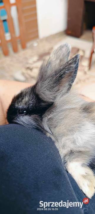 Króliki miniaturki mini lopp Gorzów Wielkopolski sprzedam