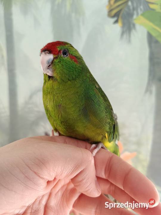 Papuga ręcznie karmiona koza modrolotka oswojona pomorskie Miastko