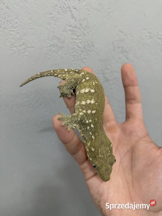 Gekon Olbrzymi Rhacodactylus leachianus Mt Sułkowice