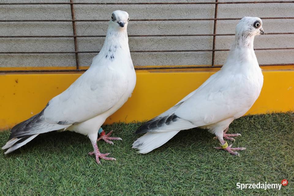 Wysyłka 40 Winerki Winerek Para Samiec Samica Przeworsk sprzedam