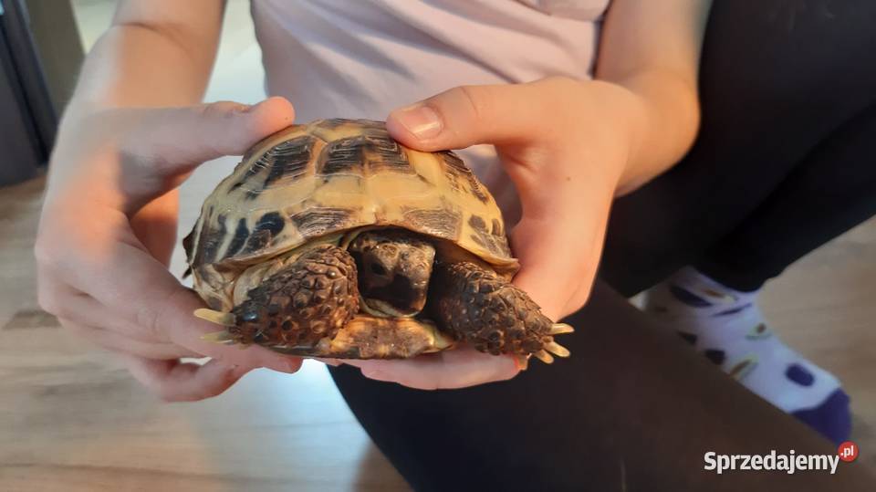 Żółw stepowy terrarium Rybnik