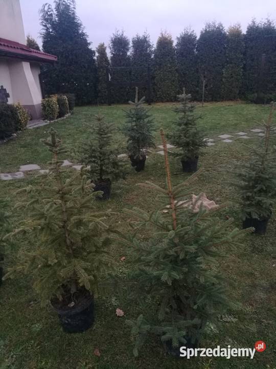 Choinki świerki srebrne Mielec sprzedam