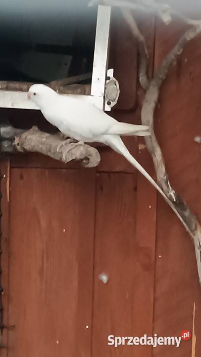 Księżniczka walli samiec biały 2025