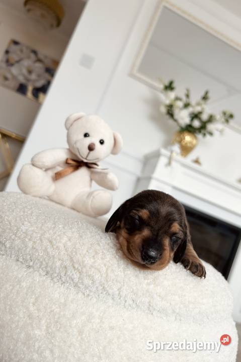 Jamniczki miniaturki rudeczekoladowe małopolskie Kraków