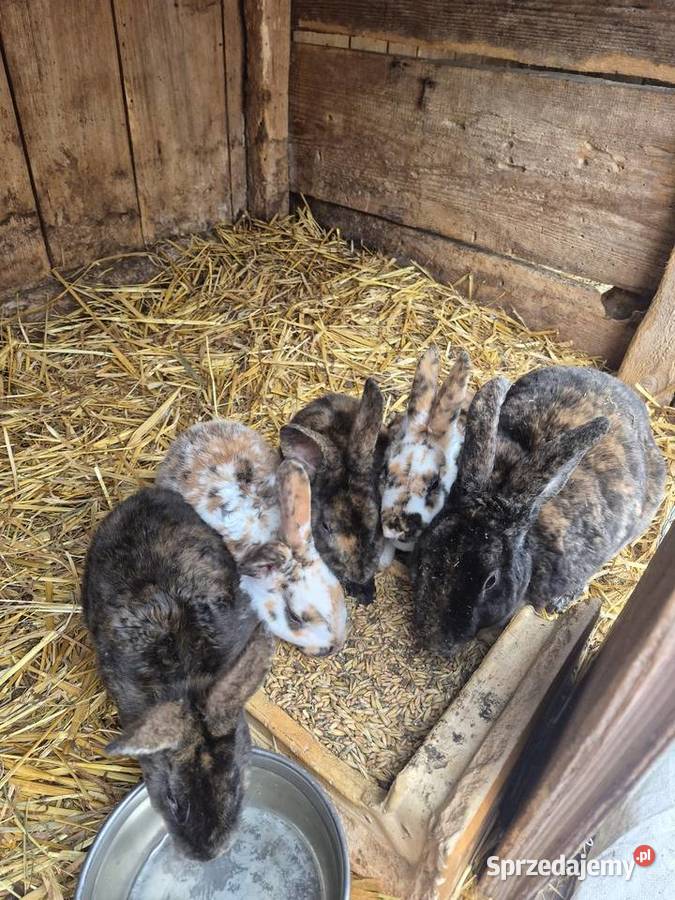 Rex trójbarwny samce Giełda zwierząt Dylągowa