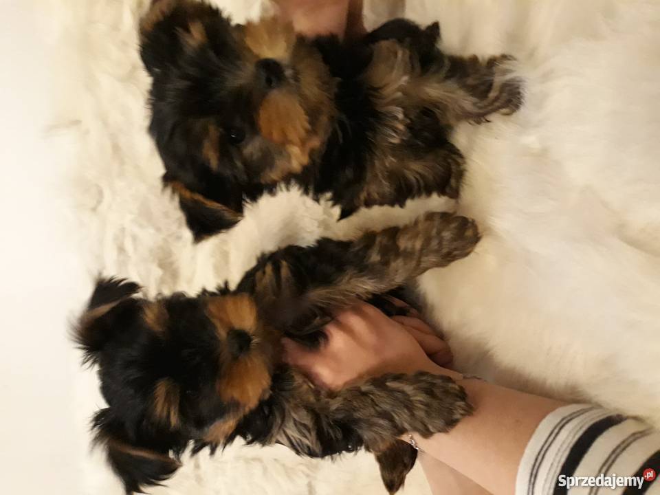 Dwa yorki szukają nowego domu Psy Piaseczno sprzedam