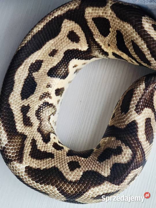 Wąż Pyton królewski Leopard Vanilla Python Warszawa sprzedam