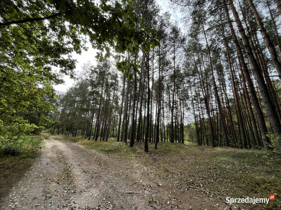 Działka rolna z samosiejkami Pustelnik