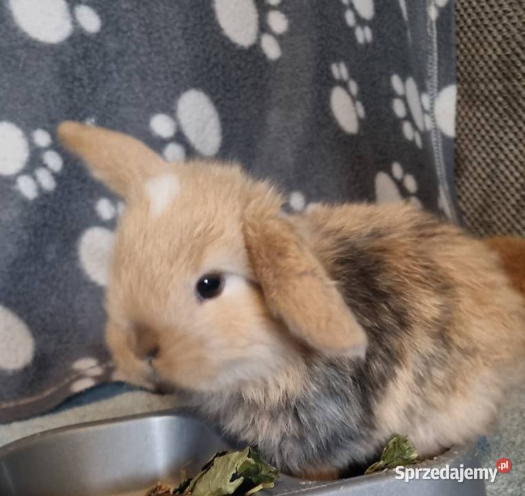 Królik baranek mini lop Pyrzowice